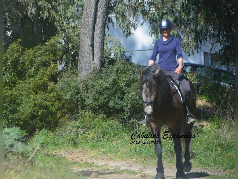 PRE Mix Hengst 5 Jahre 170 cm Braunfalbschimmel in Vejer de la Frontera