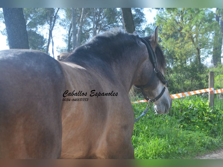 PRE Mix Hengst 5 Jahre 170 cm Braunfalbschimmel in Vejer de la Frontera