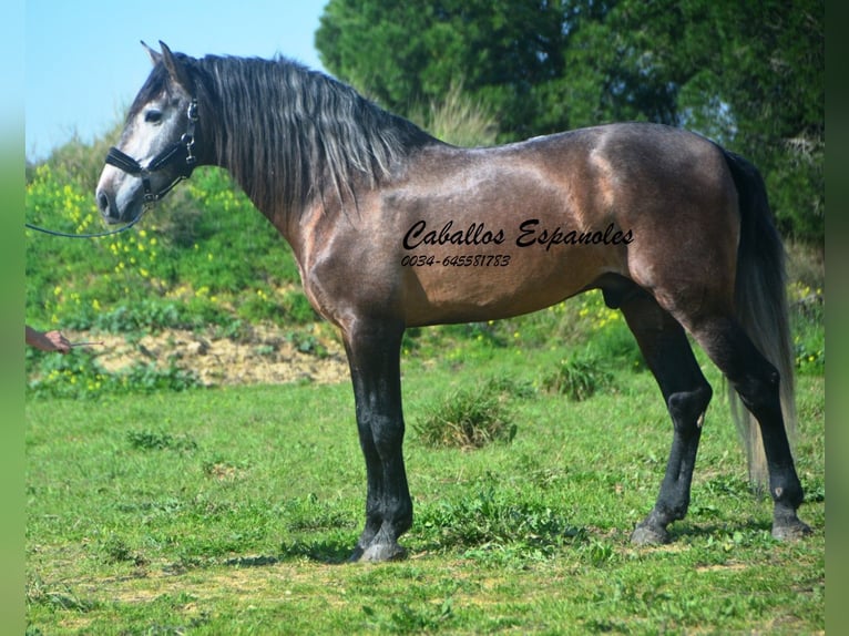 PRE Mix Hengst 5 Jahre 170 cm Braunfalbschimmel in vejer de la frontera