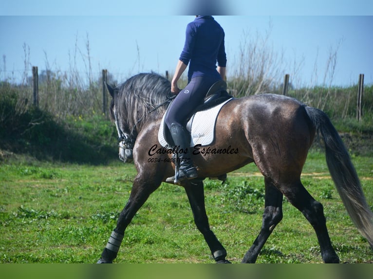 PRE Mix Hengst 5 Jahre 170 cm Braunfalbschimmel in vejer de la frontera