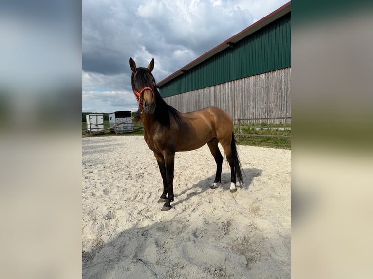 PRE Mix Hengst 5 Jahre 170 cm Buckskin in Steinebach