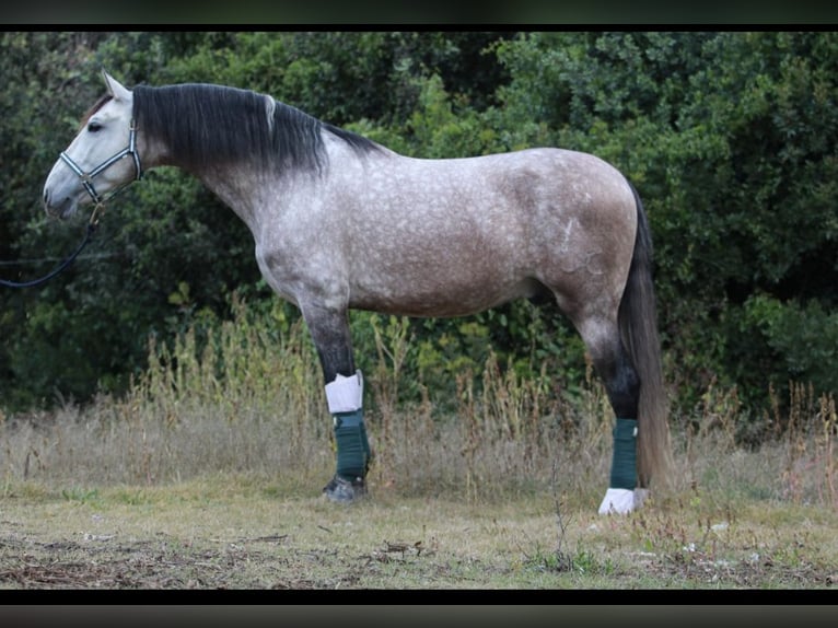 PRE Mix Hengst 5 Jahre 170 cm  in Terrassa