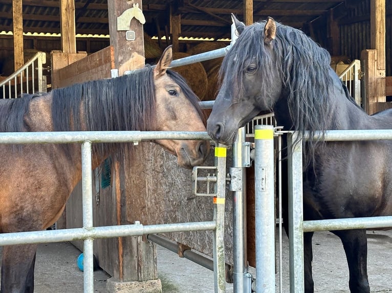 PRE Mix Hengst 5 Jahre 170 cm Falbe in Steinebach
