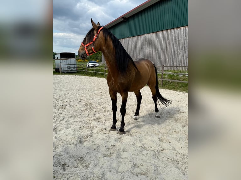 PRE Mix Hengst 5 Jahre 170 cm Falbe in Steinebach