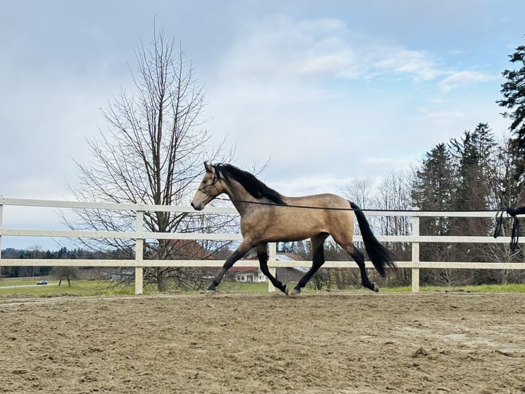 PRE Hengst 5 Jahre 170 cm Falbe in Sigmarszell