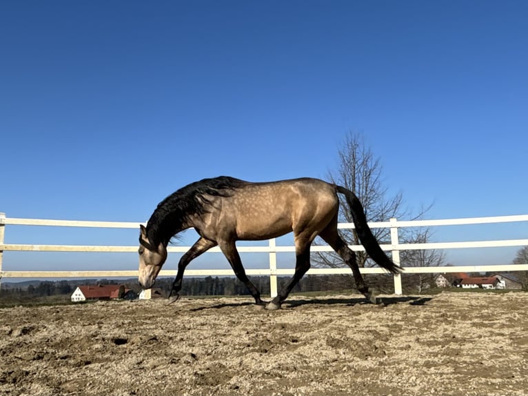 PRE Hengst 5 Jahre 170 cm Falbe in Sigmarszell