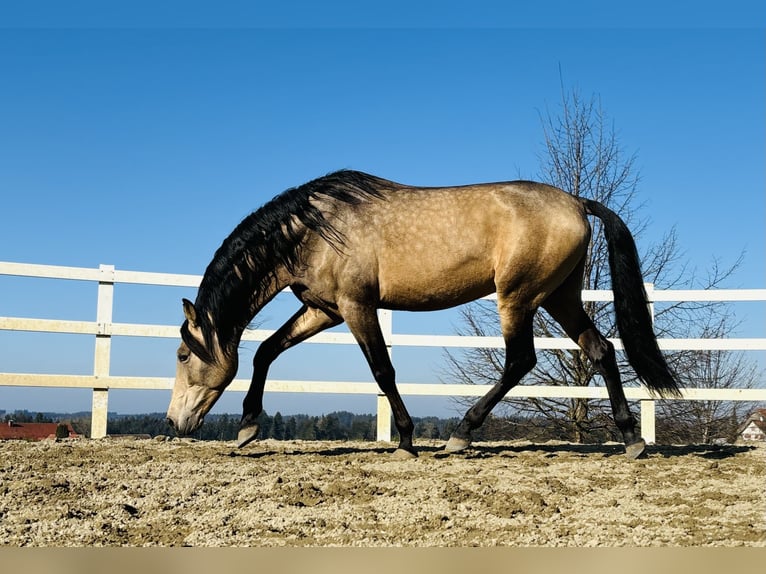 PRE Hengst 5 Jahre 170 cm Falbe in Sigmarszell