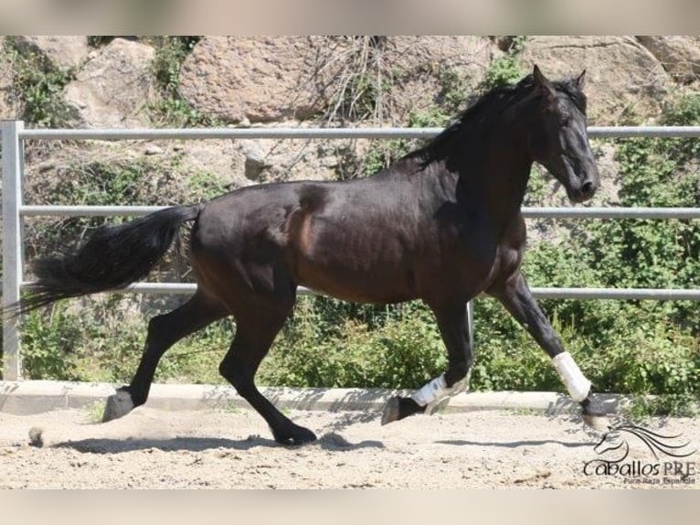 PRE Hengst 5 Jahre 170 cm Rappe in Barcelona