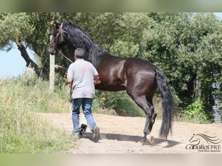 PRE Hengst 5 Jahre 170 cm Rappe in Barcelona