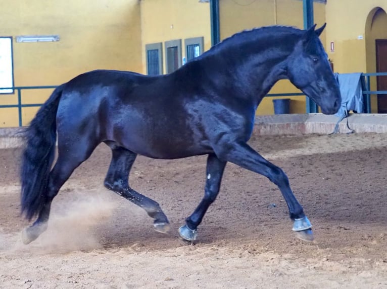 PRE Mix Hengst 5 Jahre 170 cm Rappe in NAVAS DEL MADRONO