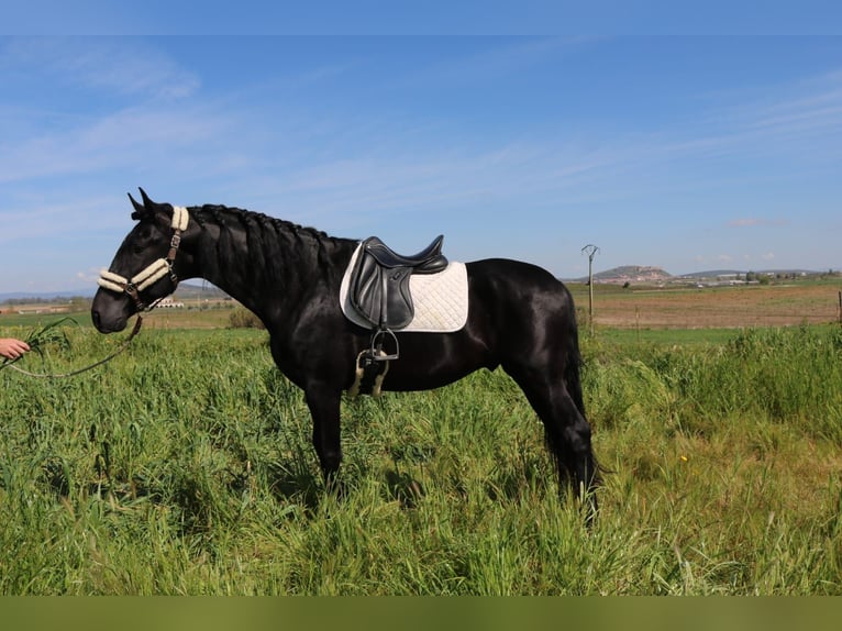 PRE Hengst 5 Jahre 170 cm Rappe in Medellin