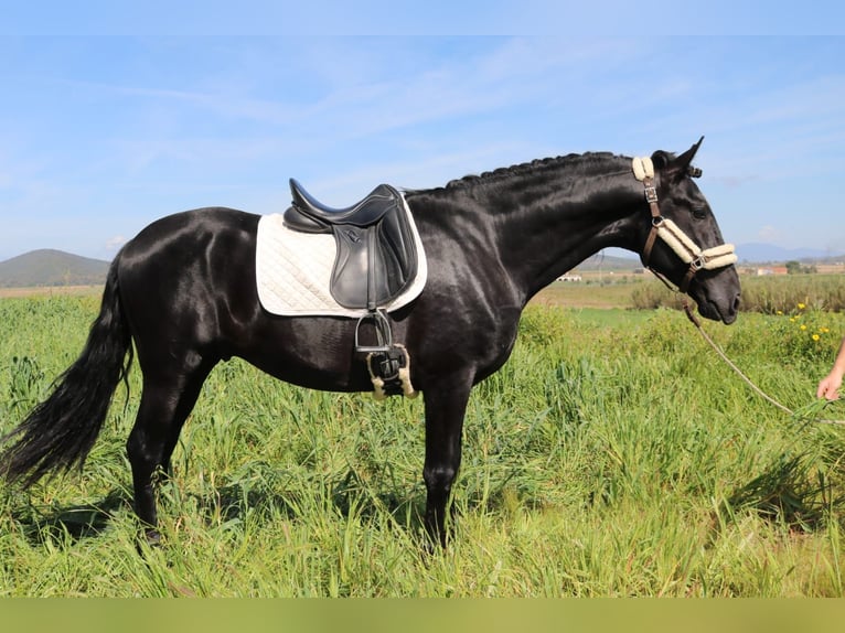 PRE Hengst 5 Jahre 170 cm Rappe in Medellin