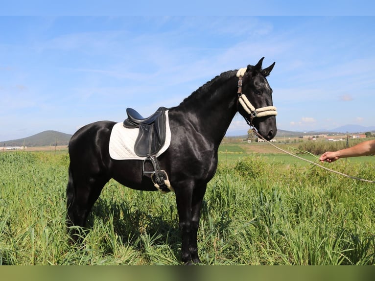 PRE Hengst 5 Jahre 170 cm Rappe in Medellin