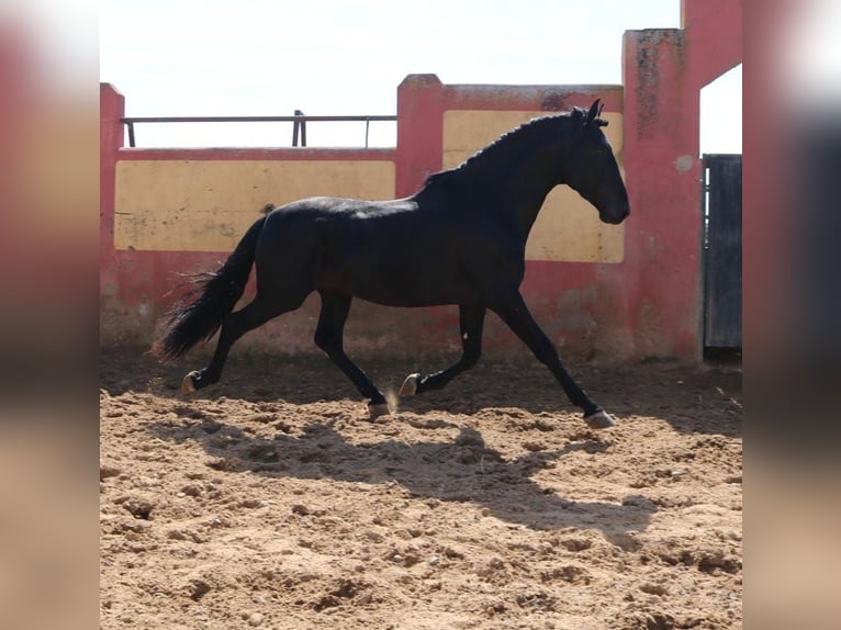 PRE Hengst 5 Jahre 170 cm Rappe in Medellin
