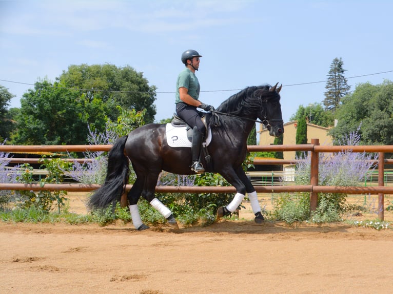 PRE Mix Hengst 5 Jahre 170 cm Rappe in Matajudaica