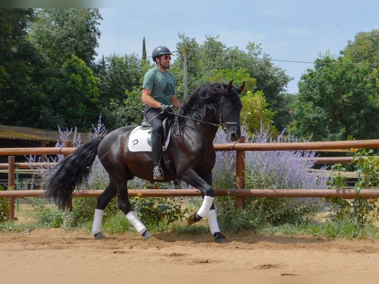 PRE Mix Hengst 5 Jahre 170 cm Rappe in Matajudaica
