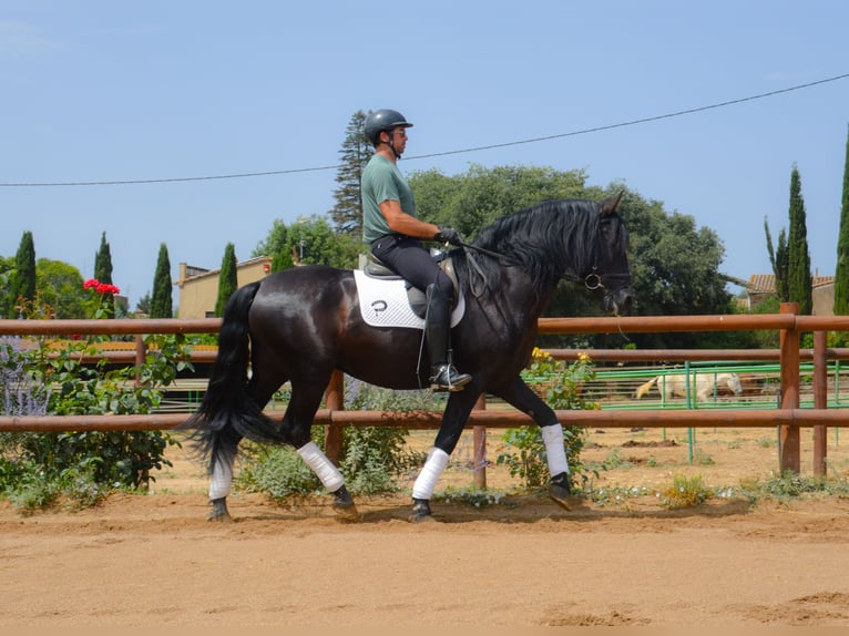 PRE Mix Hengst 5 Jahre 170 cm Rappe in Matajudaica