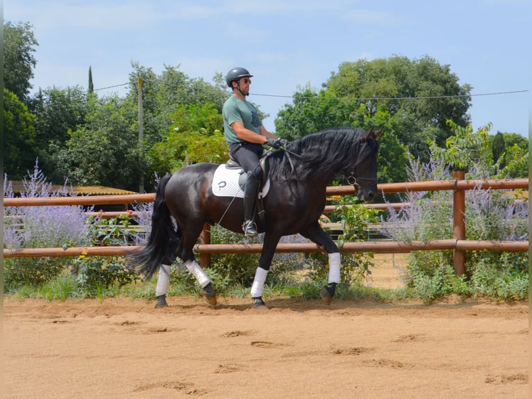 PRE Mix Hengst 5 Jahre 170 cm Rappe in Matajudaica
