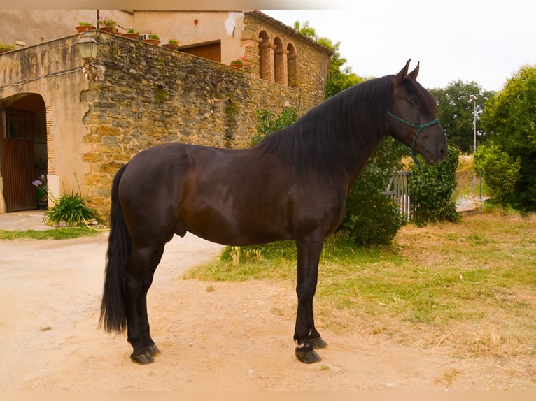 PRE Mix Hengst 5 Jahre 170 cm Rappe in Matajudaica