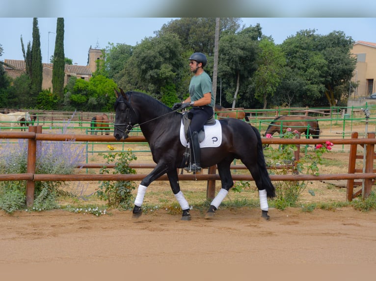 PRE Mix Hengst 5 Jahre 170 cm Rappe in Matajudaica