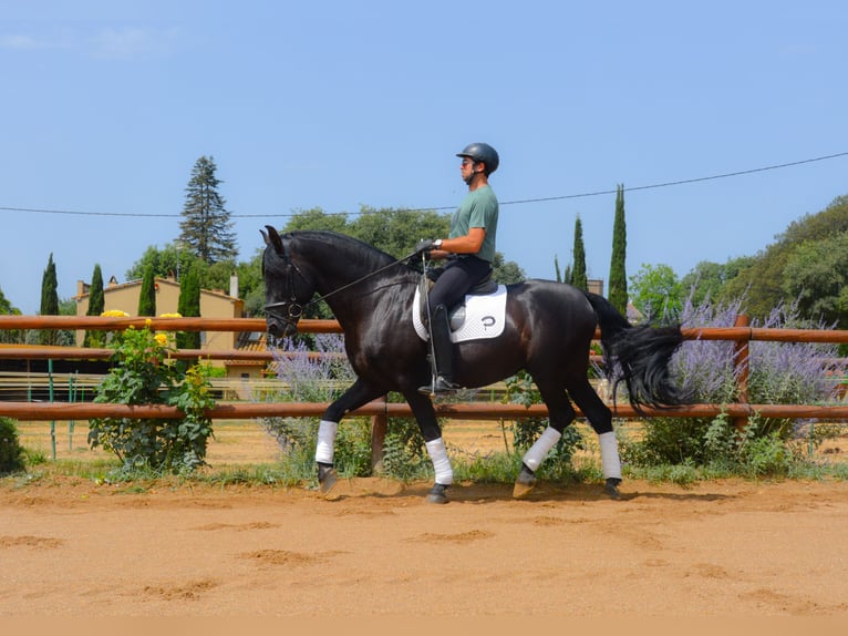 PRE Mix Hengst 5 Jahre 170 cm Rappe in Matajudaica