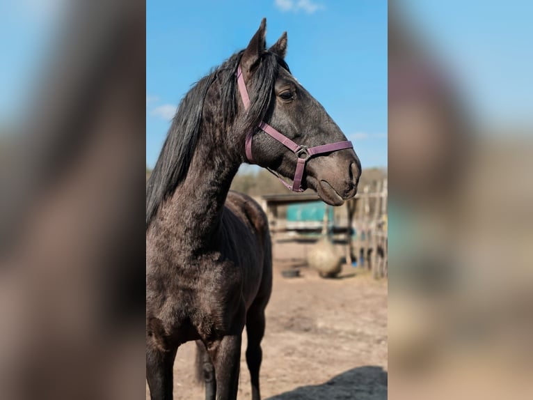 PRE Mix Hengst 5 Jahre 170 cm Rappe in Thyrow