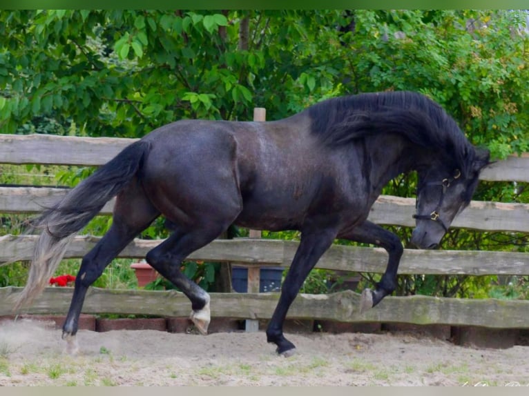 PRE Hengst 5 Jahre 170 cm Rappschimmel in Brandis