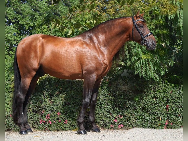 PRE Hengst 5 Jahre 170 cm Rotbrauner in Granollers
