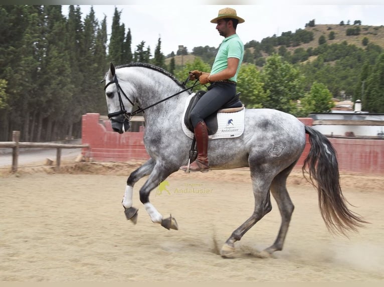 PRE Hengst 5 Jahre 170 cm Schimmel in Provinz Granada