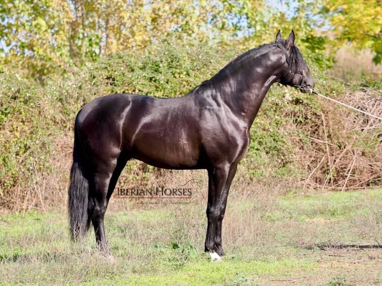 PRE Mix Hengst 5 Jahre 171 cm Rappe in NAVAS DEL MADRONO