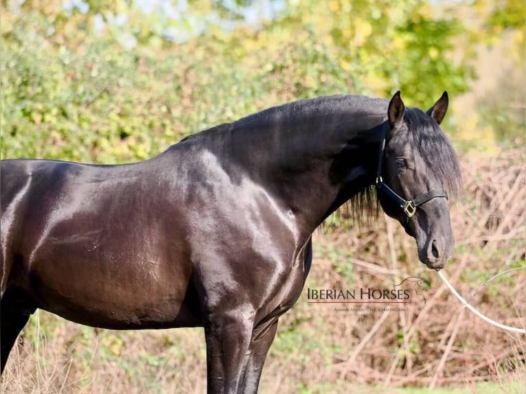 PRE Mix Hengst 5 Jahre 171 cm Rappe in NAVAS DEL MADRONO