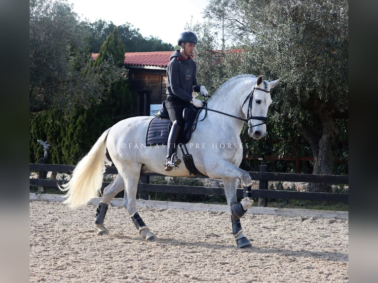 PRE Mix Hengst 5 Jahre 171 cm Schimmel in Santa Perpetua de Mogoda