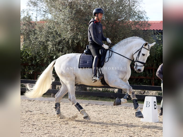 PRE Mix Hengst 5 Jahre 171 cm Schimmel in Santa Perpetua de Mogoda