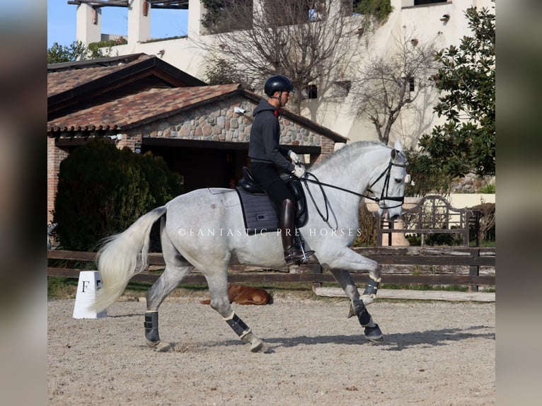PRE Mix Hengst 5 Jahre 171 cm Schimmel in Santa Perpetua de Mogoda