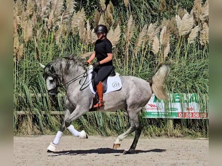 PRE Mix Hengst 5 Jahre 171 cm Schimmel in Halsou