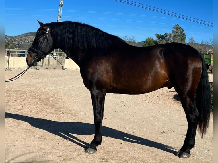 PRE Hengst 5 Jahre 172 cm Dunkelbrauner in Alicante