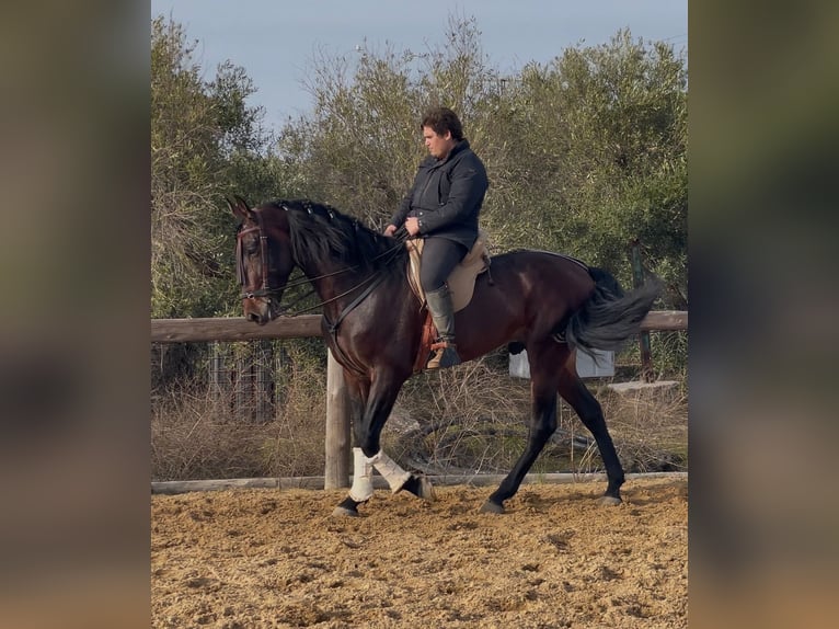 PRE Mix Hengst 5 Jahre 172 cm Dunkelbrauner in Marchena