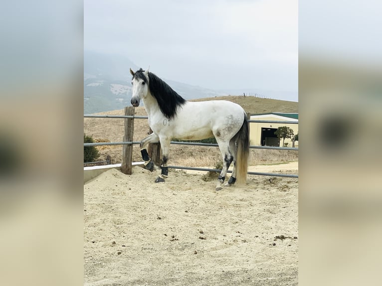 PRE Mix Hengst 5 Jahre 172 cm Schimmel in Übersee