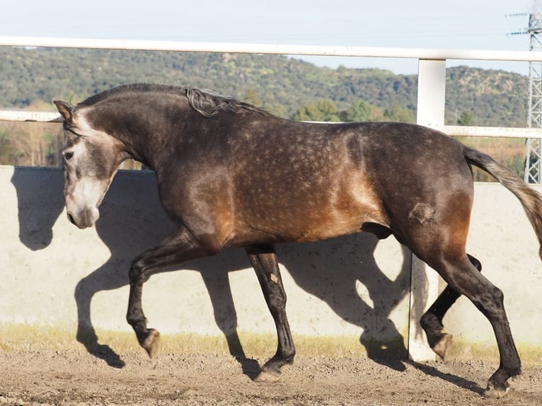 PRE Mix Hengst 5 Jahre 172 cm Schimmel in NAVAS DEL MADRONO