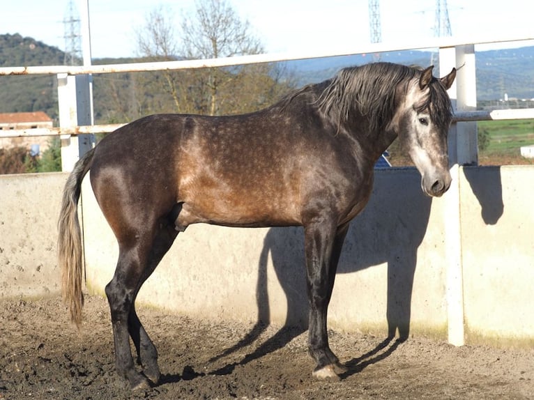 PRE Mix Hengst 5 Jahre 172 cm Schimmel in NAVAS DEL MADRONO