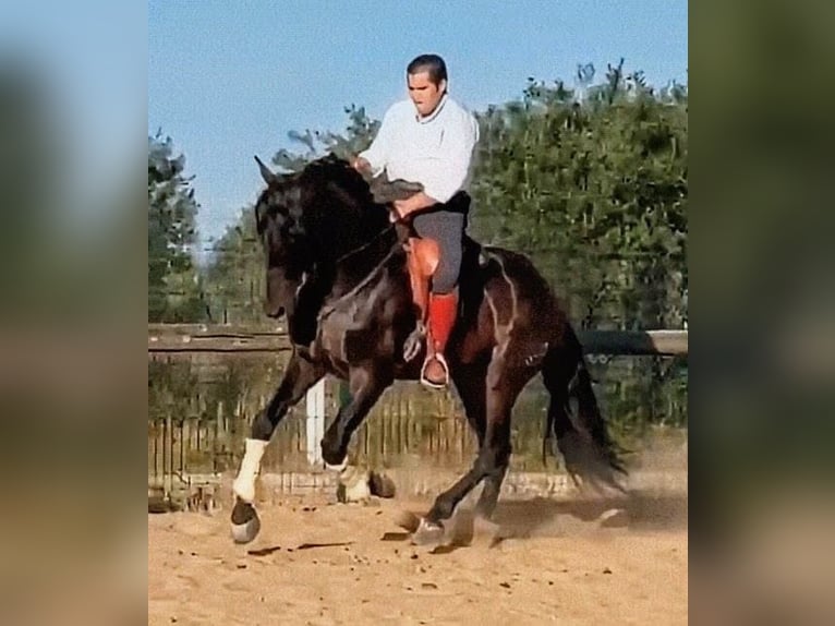 PRE Mix Hengst 5 Jahre 173 cm Brauner in Sevilla