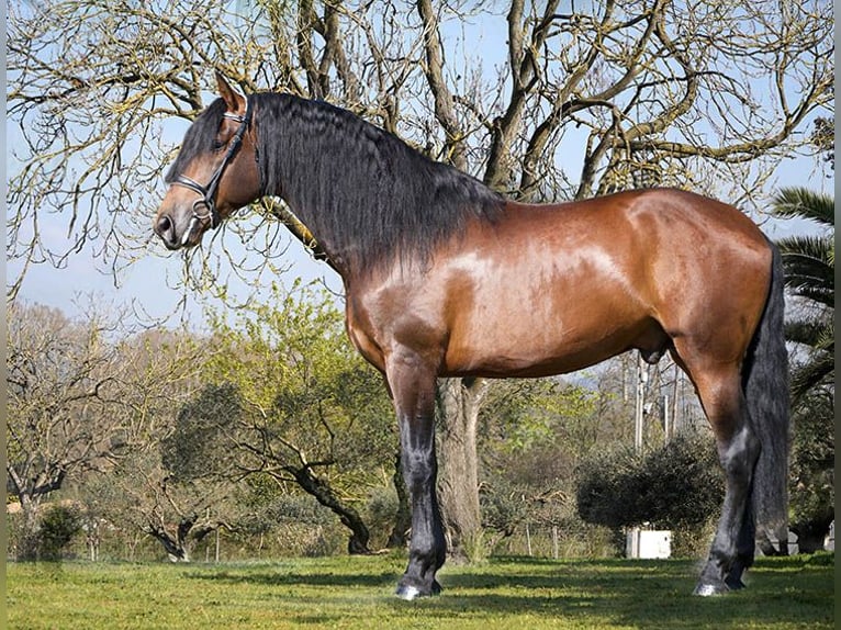 PRE Hengst 5 Jahre 173 cm Brauner in Lliça D'Amunt