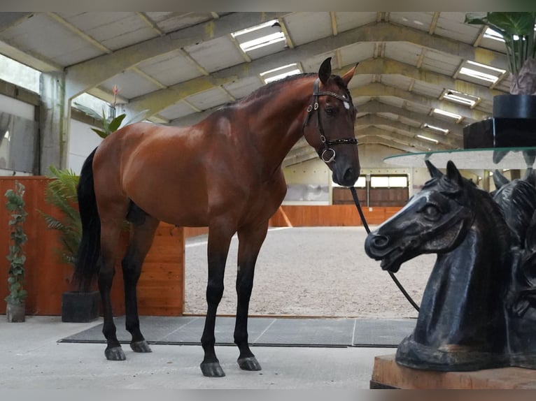 PRE Hengst 5 Jahre 173 cm Hellbrauner in HEUVELLAND