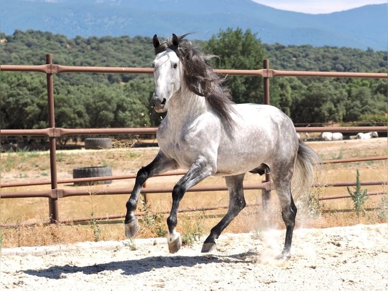 PRE Mix Hengst 5 Jahre 173 cm Schimmel in Navas Del Madroño