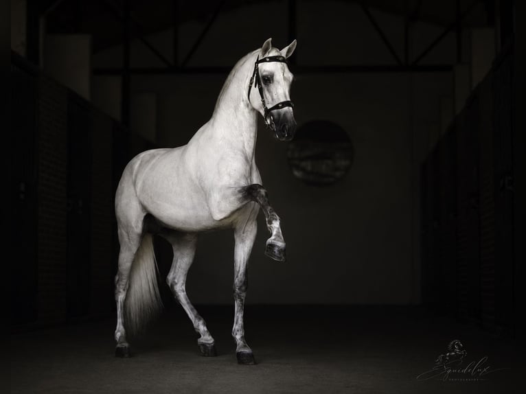 PRE Mix Hengst 5 Jahre 173 cm White in MADRID