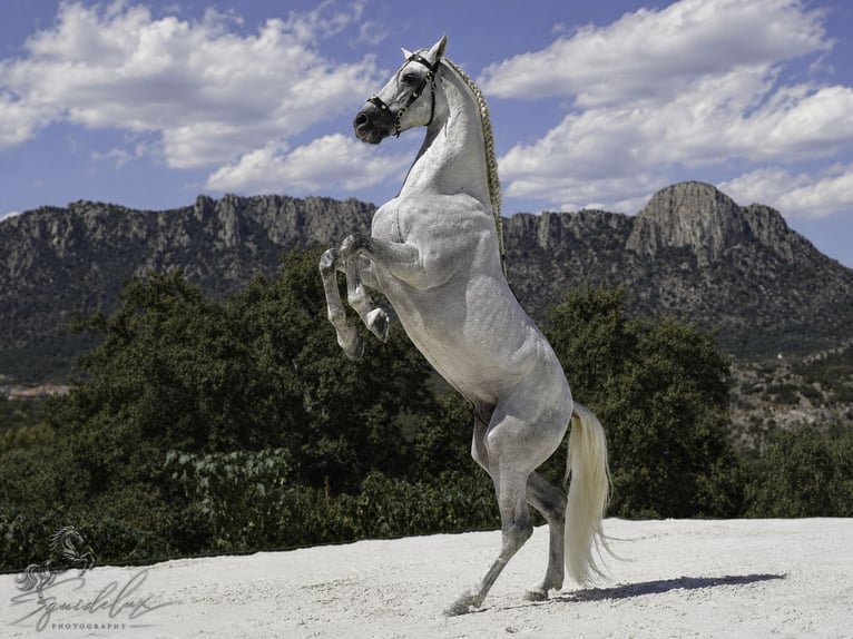 PRE Mix Hengst 5 Jahre 173 cm White in MADRID