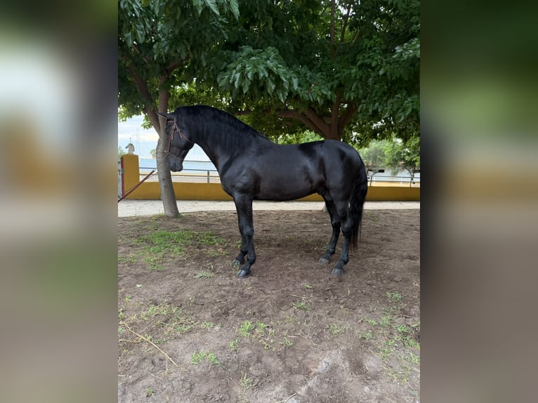 PRE Hengst 5 Jahre 175 cm Rappe in Oliva