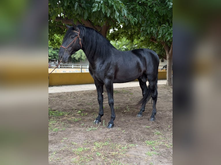 PRE Hengst 5 Jahre 175 cm Rappe in Oliva
