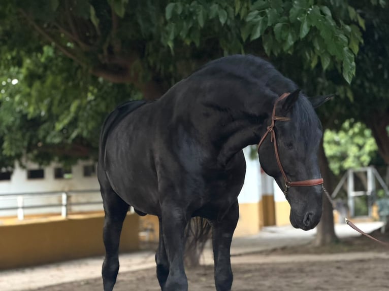 PRE Hengst 5 Jahre 175 cm Rappe in Oliva