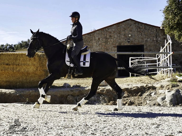 PRE Mix Hengst 5 Jahre 176 cm Dunkelbrauner in LA CABRERA